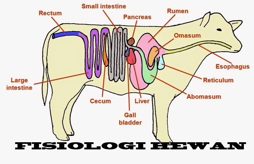 FISIOLOGI HEWAN 2020