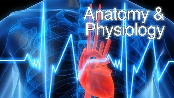 Anatomi dan Fisiologi Manusia T.A. 2020/2021