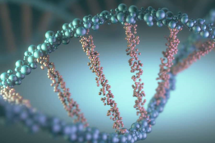 GENETICS 2021/2022