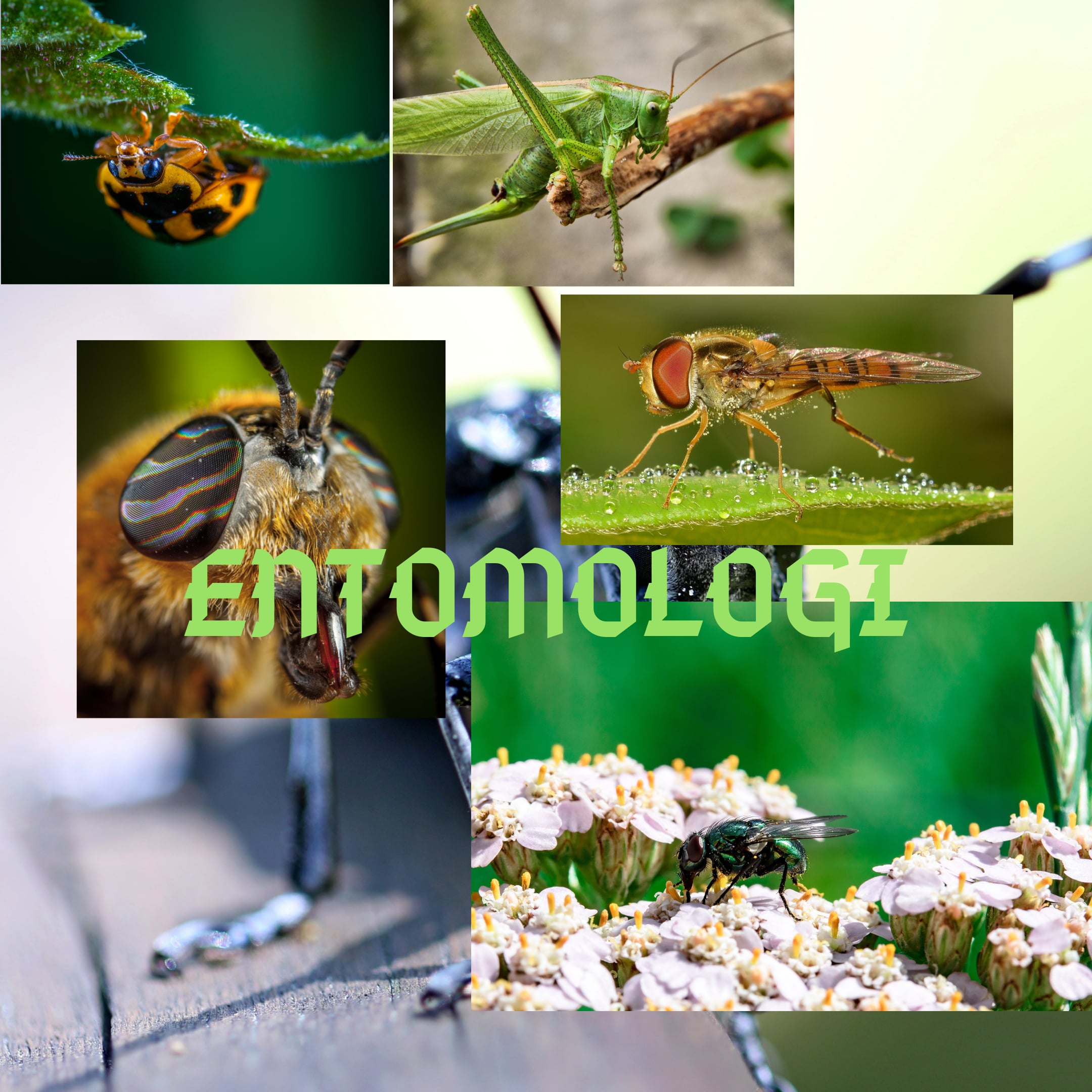 ENTOMOLOGI GENAP 2021/2022