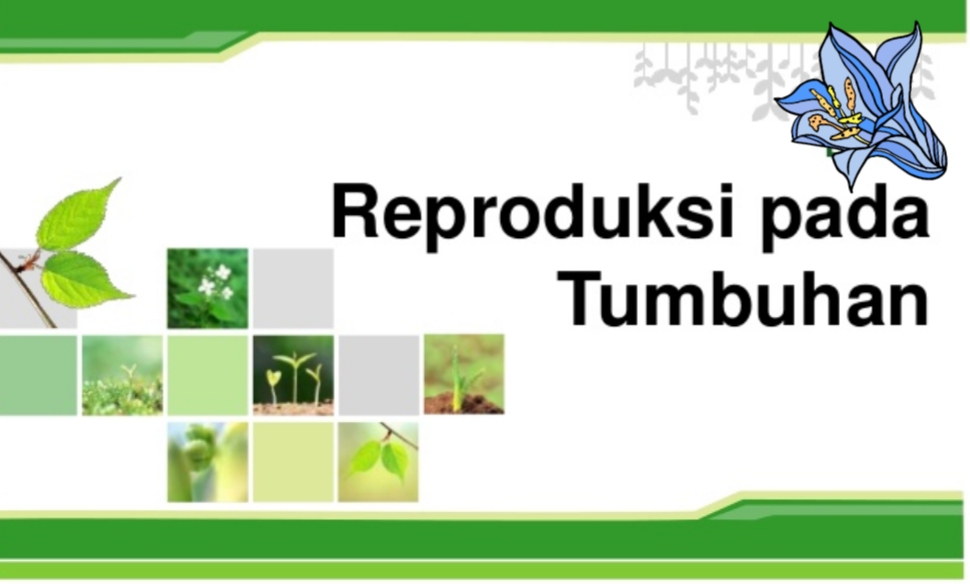 Reproduksi dan Embriologi Tumbuhan- UNA