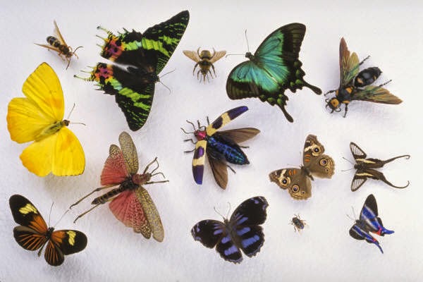 ENTOMOLOGI 2023