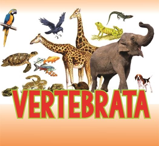 BIODIVERSITAS DAN TAKSONOMI HEWAN VERTEBRATA