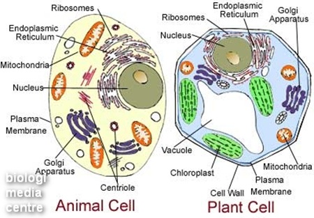 BIOLOGI SEL