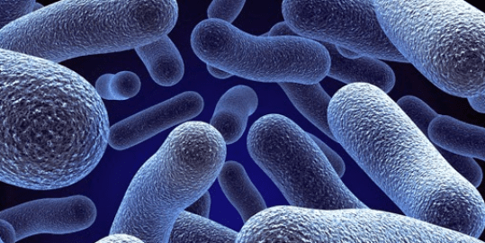 MIKROBIOLOGI