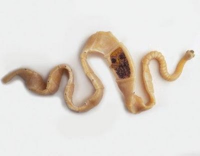 PRAKTIKUM ZOOLOGI INVERTEBRATA