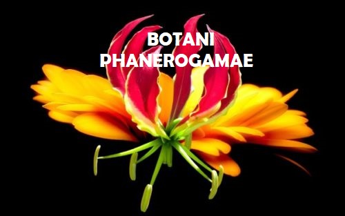 Botani Phanerogamae