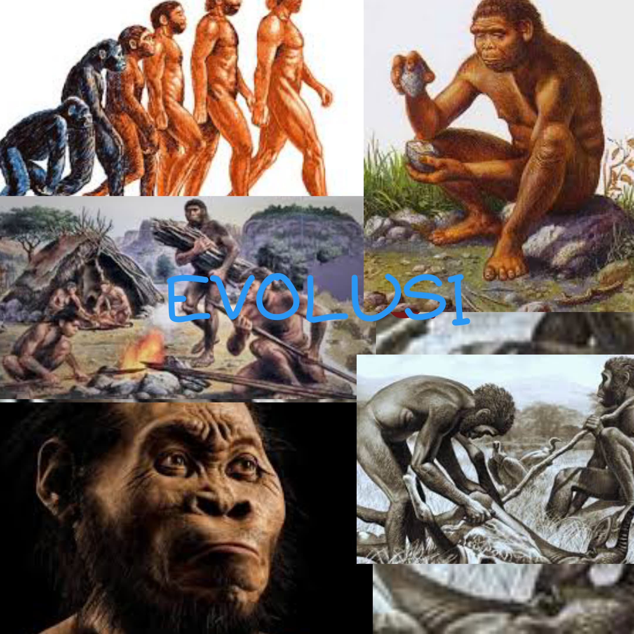 Evolusi